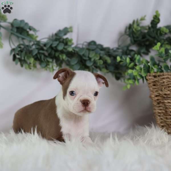 Bugg, Boston Terrier Puppy